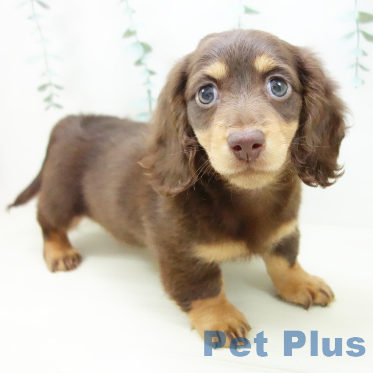 ミニチュア・ダックスフンド