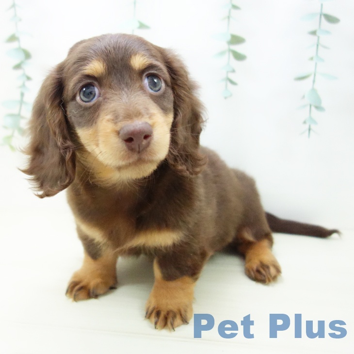 ミニチュア・ダックスフンド