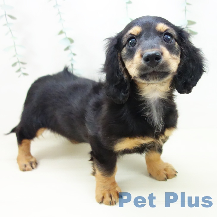 岐阜県のミニチュアダックスフンド(ロング) (ペットプラス 各務原店/2025年10月18日生まれ/女の子/ブラックタン)の子犬の1枚目の画像