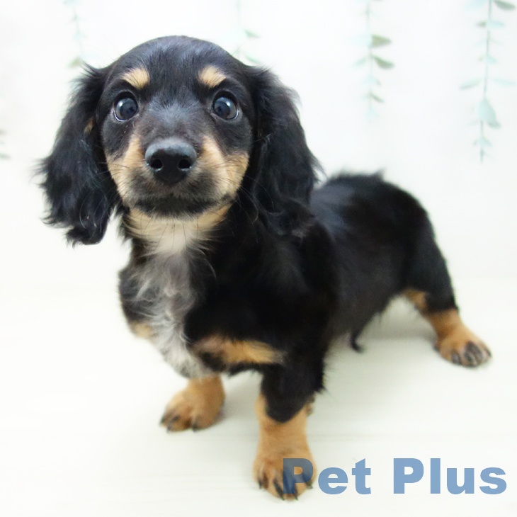 愛知県のミニチュアダックスフンド(ロング) (ペットプラス 則武新町店/2025年10月18日生まれ/女の子/ブラックタン)の子犬の1枚目の画像