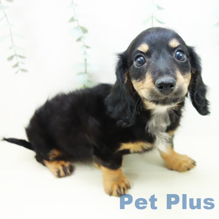 愛知県のミニチュアダックスフンド(ロング) (ペットプラス 則武新町店/2025年10月18日生まれ/女の子/ブラックタン)の子犬の2枚目の画像