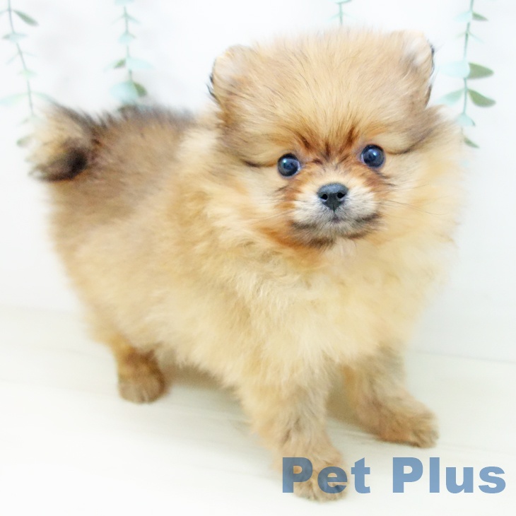 岐阜県のポメラニアン (ペットプラス 各務原店/2025年10月15日生まれ/男の子/オレンジ)の子犬の1枚目の画像