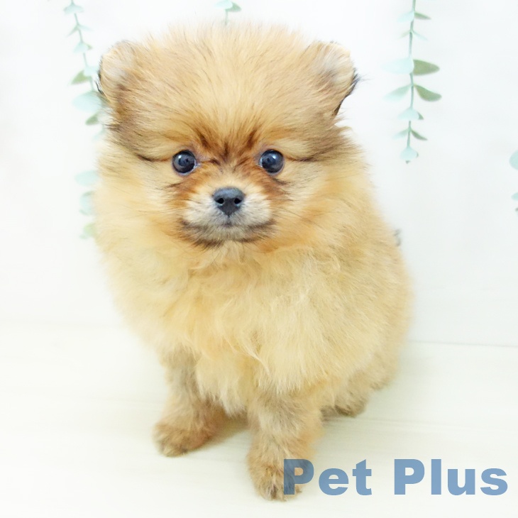 岐阜県のポメラニアン (ペットプラス 各務原店/2025年10月15日生まれ/男の子/オレンジ)の子犬の2枚目の画像