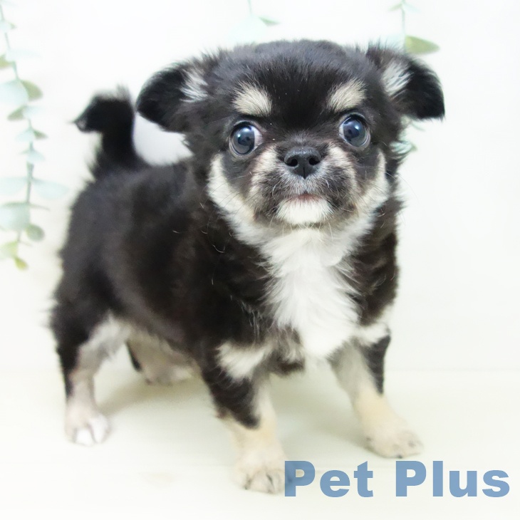 茨城県のチワワ(ロング) (ペットプラス つくば店/2025年10月18日生まれ/女の子/ブラックタン)の子犬