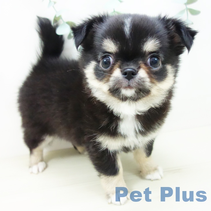 愛知県のチワワ(ロング) (ペットプラス ナゴヤドーム前店/2025年10月20日生まれ/男の子/ブラックタンホワイト)の子犬の1枚目の画像