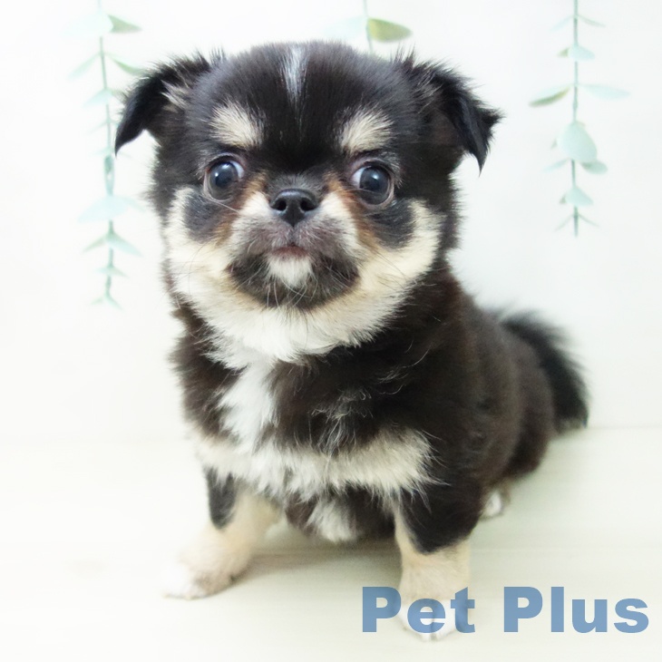 愛知県のチワワ(ロング) (ペットプラス ナゴヤドーム前店/2025年10月20日生まれ/男の子/ブラックタンホワイト)の子犬の2枚目の画像