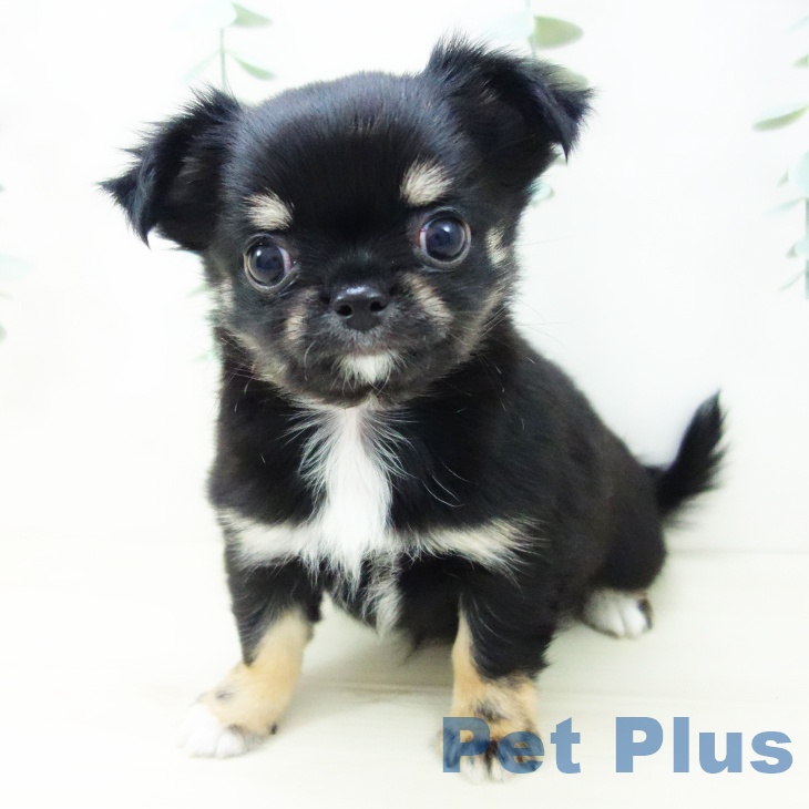 神奈川県のチワワ(ロング) (ペットプラス 武蔵小杉店/2025年10月20日生まれ/女の子/ブラックタンホワイト)の子犬の1枚目の画像