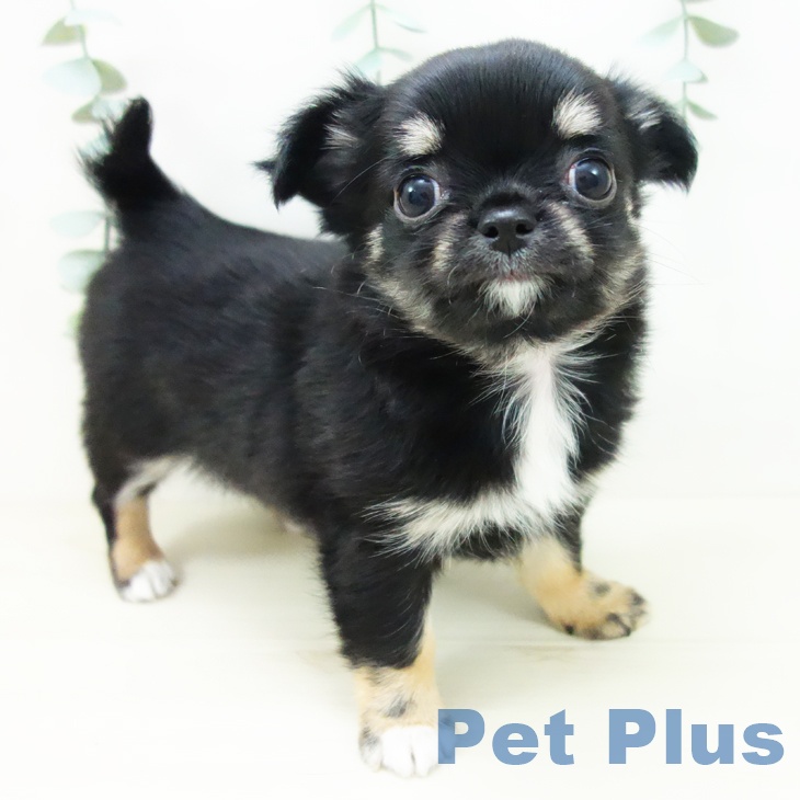神奈川県のチワワ(ロング) (ペットプラス 武蔵小杉店/2025年10月20日生まれ/女の子/ブラックタンホワイト)の子犬の2枚目の画像