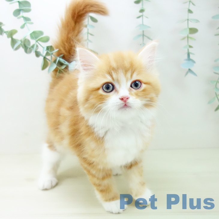 サイベリアンの写真2