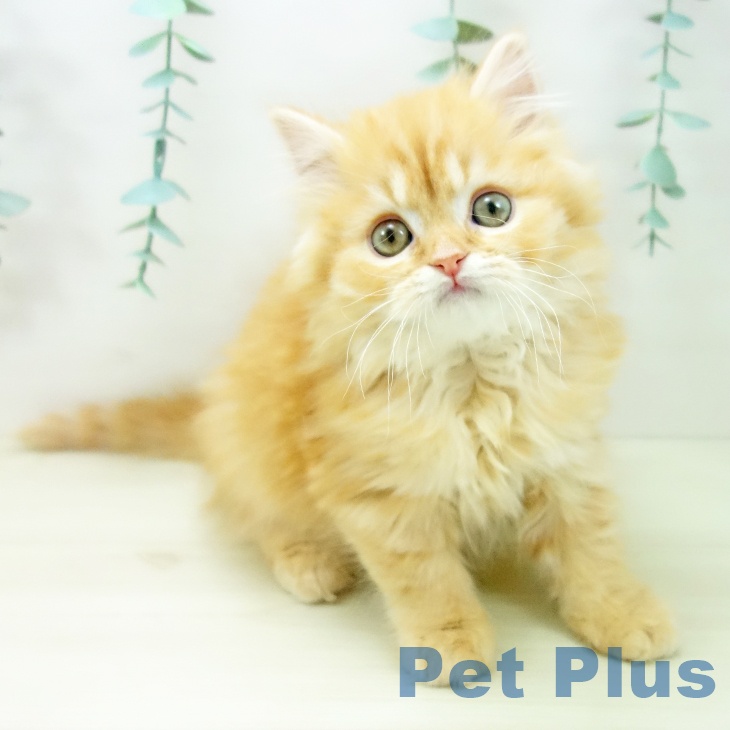 愛知県のスコティッシュフォールド (ペットプラス mozoワンダーシティ店/2025年10月12日生まれ/男の子/レッドタビー)の子猫の1枚目の画像