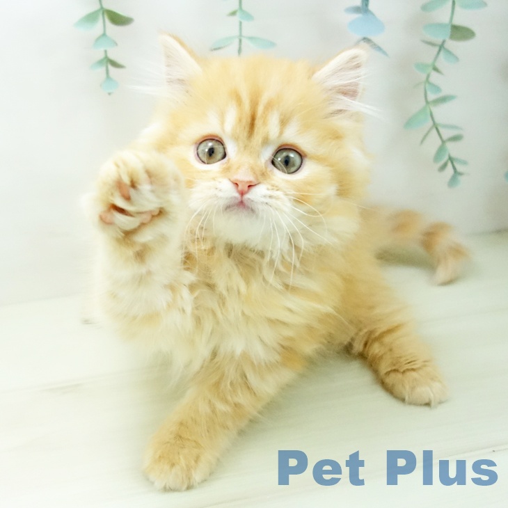 愛知県のスコティッシュフォールド (ペットプラス mozoワンダーシティ店/2025年10月12日生まれ/男の子/レッドタビー)の子猫の2枚目の画像