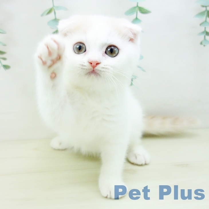 スコティッシュフォールド