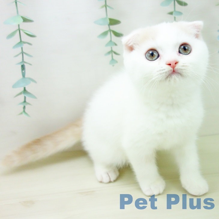 スコティッシュフォールドの写真2