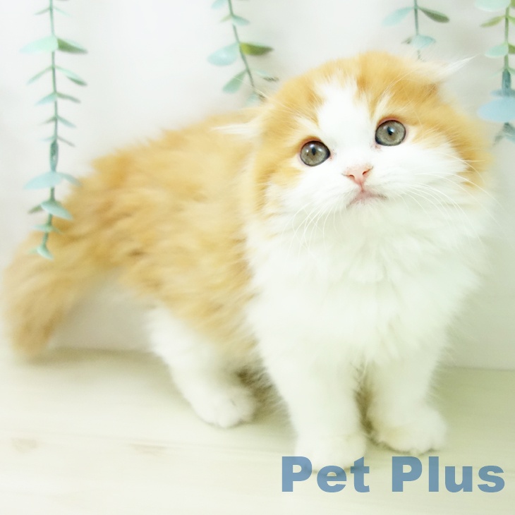 スコティッシュフォールド