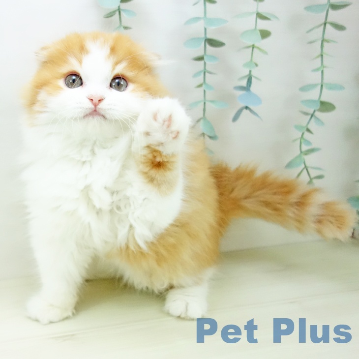 スコティッシュフォールド