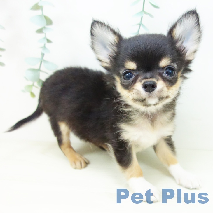 福井県のチワワ(ロング) (ペットプラス 福井店/2025年10月18日生まれ/男の子/ブラックタンホワイト)の子犬の1枚目の画像