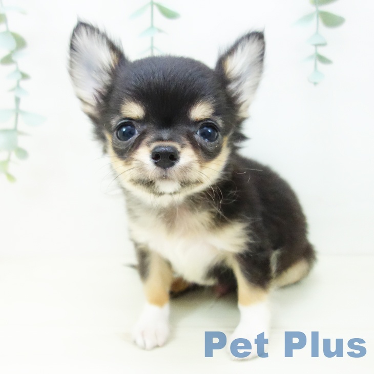 福井県のチワワ(ロング) (ペットプラス 福井店/2025年10月18日生まれ/男の子/ブラックタンホワイト)の子犬の2枚目の画像