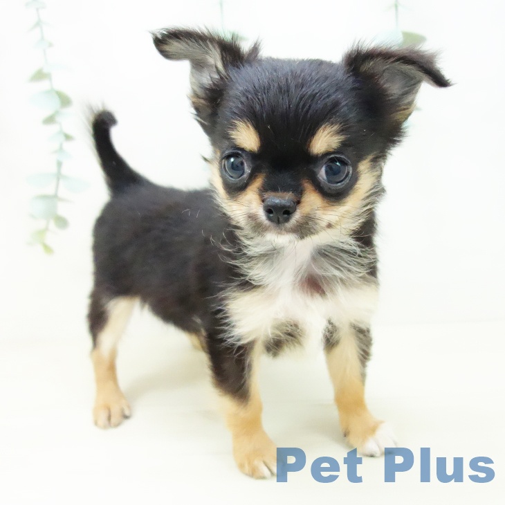 千葉県のチワワ(ロング) (ペットプラス 幕張新都心店/2025年10月18日生まれ/男の子/ブラックタン)の子犬の1枚目の画像