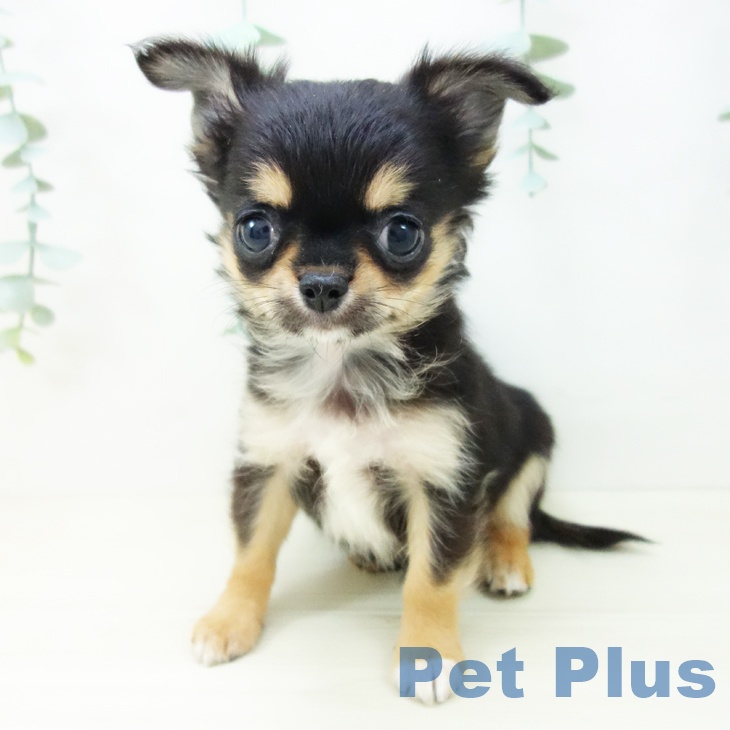千葉県のチワワ(ロング) (ペットプラス 幕張新都心店/2025年10月18日生まれ/男の子/ブラックタン)の子犬の2枚目の画像