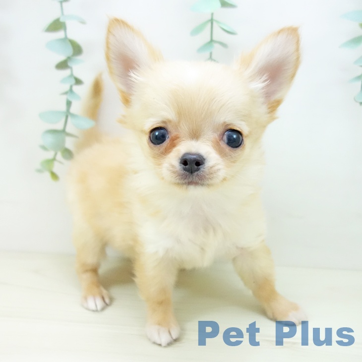 愛知県のチワワ(ロング) (ペットプラス 則武新町店/2025年10月18日生まれ/男の子/クリームホワイト)の子犬の1枚目の画像