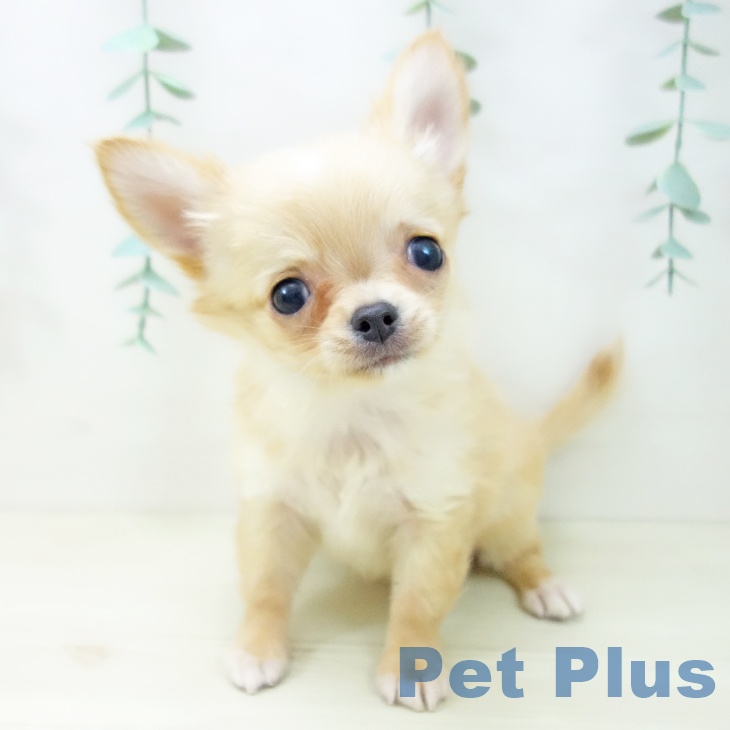 愛知県のチワワ(ロング) (ペットプラス 則武新町店/2025年10月18日生まれ/男の子/クリームホワイト)の子犬の2枚目の画像