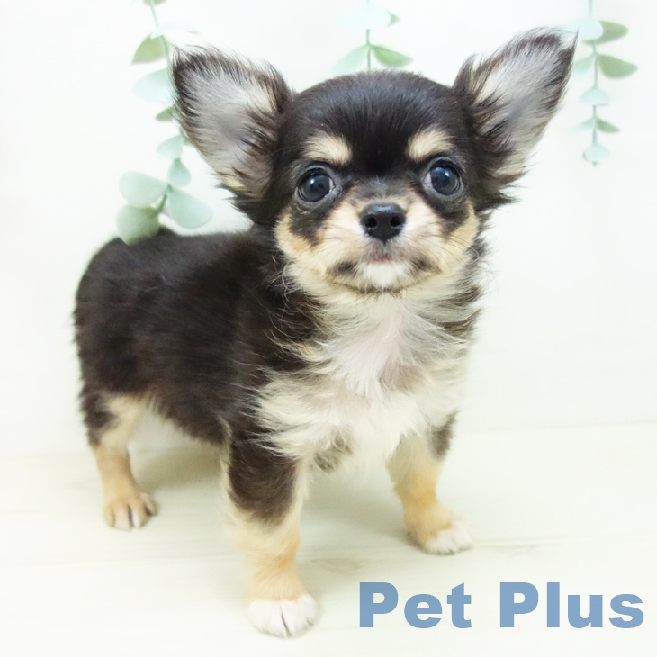 石川県のチワワ(ロング) (ペットプラス 白山店/2025年10月18日生まれ/男の子/ブラックタンホワイト)の子犬の1枚目の画像