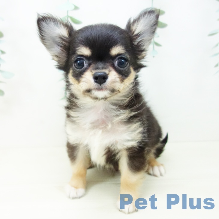 石川県のチワワ(ロング) (ペットプラス 白山店/2025年10月18日生まれ/男の子/ブラックタンホワイト)の子犬の2枚目の画像