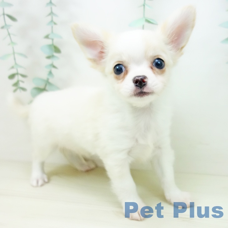 愛知県のチワワ(ロング) (ペットプラス 豊橋牧野店/2025年10月18日生まれ/男の子/クリームホワイト)の子犬の1枚目の画像