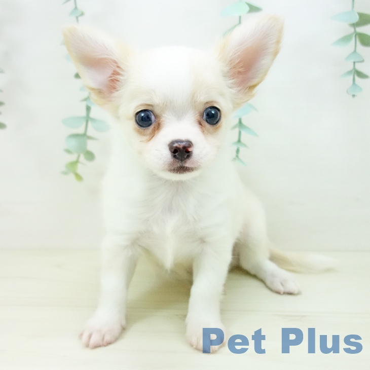 愛知県のチワワ(ロング) (ペットプラス 豊橋牧野店/2025年10月18日生まれ/男の子/クリームホワイト)の子犬の2枚目の画像