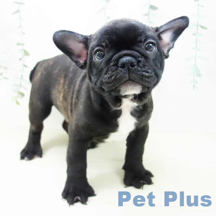 愛知県のフレンチブルドッグ (ペットプラス みなと店/2025年10月17日生まれ/男の子/ブリンドル)の子犬の1枚目の画像