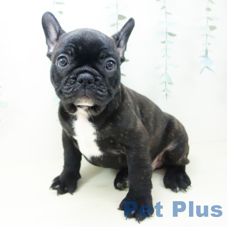 愛知県のフレンチブルドッグ (ペットプラス みなと店/2025年10月17日生まれ/男の子/ブリンドル)の子犬の2枚目の画像