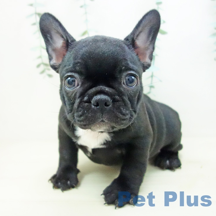石川県のフレンチブルドッグ (ペットプラス 白山店/2025年10月17日生まれ/女の子/ブリンドル)の子犬の2枚目の画像