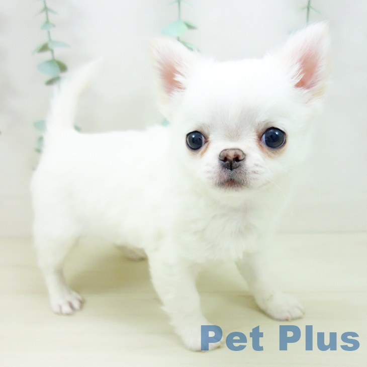 神奈川県のチワワ(ロング) (ペットプラス 湘南平塚店/2025年10月19日生まれ/男の子/ホワイト)の子犬の1枚目の画像