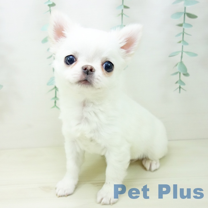 神奈川県のチワワ(ロング) (ペットプラス 湘南平塚店/2025年10月19日生まれ/男の子/ホワイト)の子犬の2枚目の画像