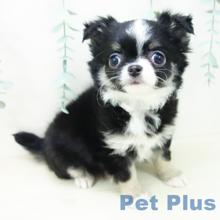 山梨県のチワワ(ロング) (ペットプラス 甲府国母店/2025年10月19日生まれ/女の子/ブラックタンホワイト)の子犬の1枚目の画像