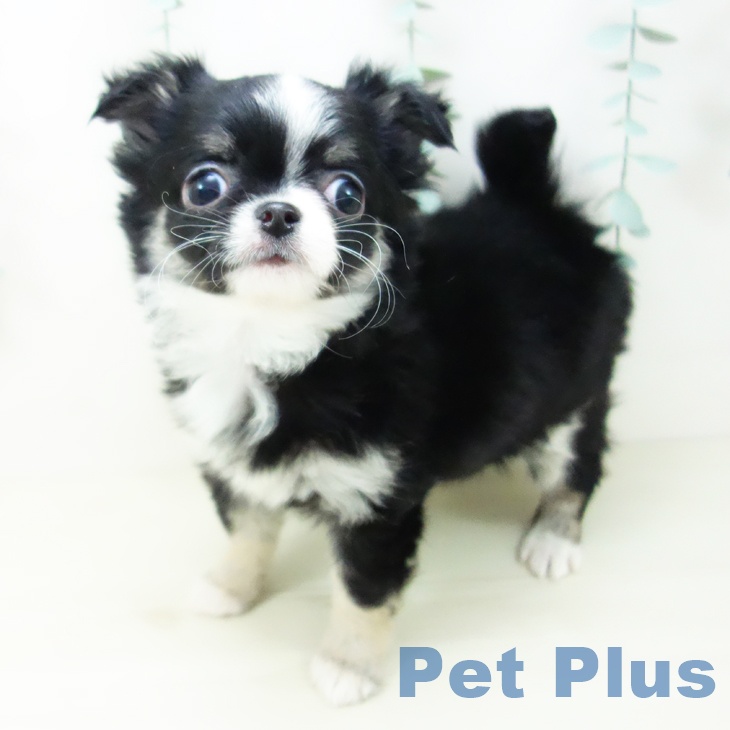 山梨県のチワワ(ロング) (ペットプラス 甲府国母店/2025年10月19日生まれ/女の子/ブラックタンホワイト)の子犬の2枚目の画像