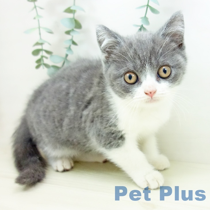福岡県のブリティッシュショートヘアー (ペットプラス ららぽーと福岡店/2025年10月8日生まれ/男の子/ブルーホワイト)の子猫の1枚目の画像