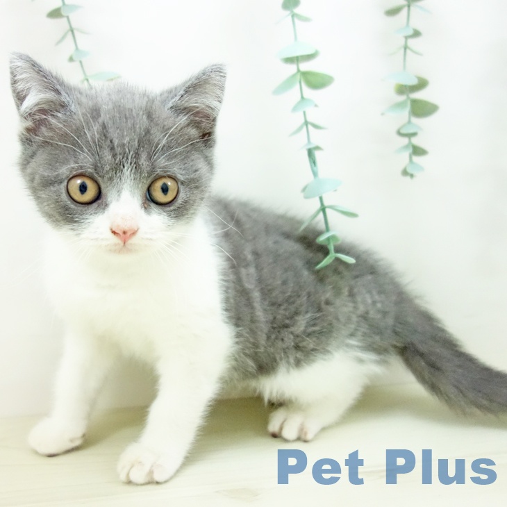 福岡県のブリティッシュショートヘアー (ペットプラス ららぽーと福岡店/2025年10月8日生まれ/男の子/ブルーホワイト)の子猫の2枚目の画像