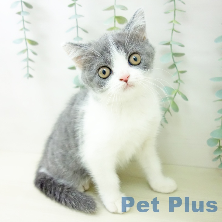 福岡県のブリティッシュショートヘアー (ペットプラス 八幡東店/2025年10月8日生まれ/女の子/ブルーホワイト)の子猫の1枚目の画像