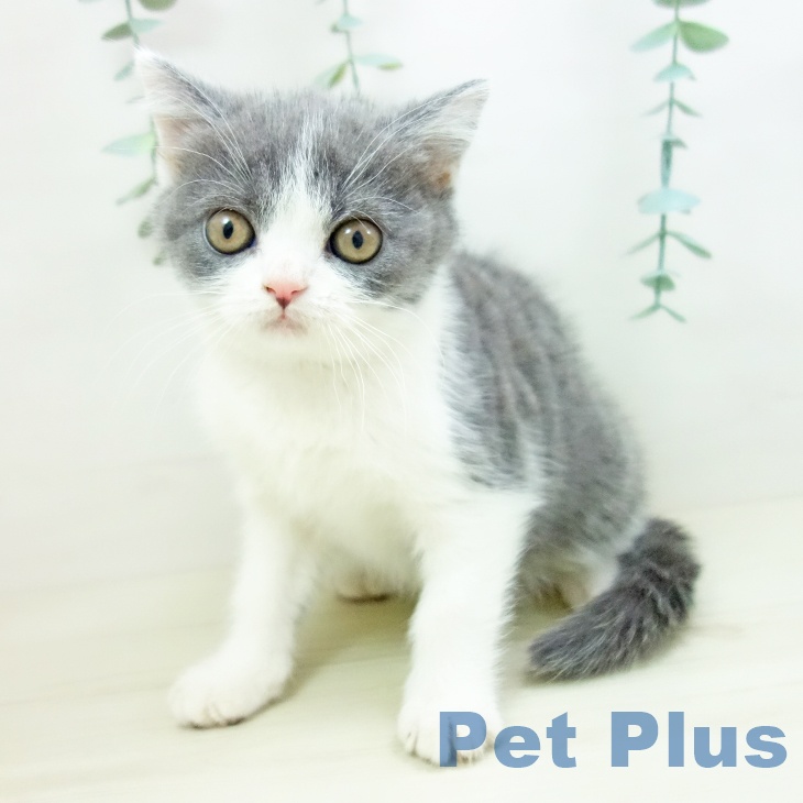 福岡県のブリティッシュショートヘアー (ペットプラス 八幡東店/2025年10月8日生まれ/女の子/ブルーホワイト)の子猫の2枚目の画像