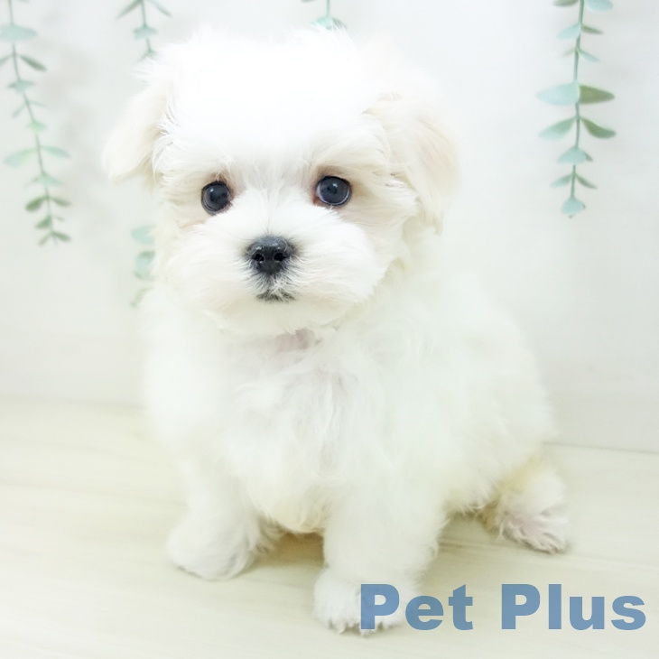 愛知県のマルチーズ (ペットプラス 東浦店/2025年10月20日生まれ/男の子/ホワイト)の子犬の2枚目の画像