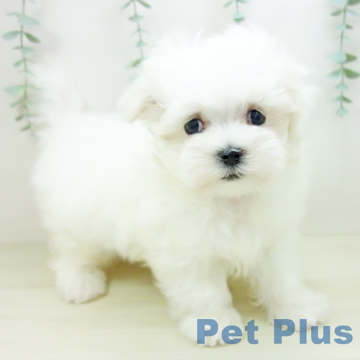 愛知県のマルチーズ (ペットプラス イオンモール豊川店/2025年10月20日生まれ/男の子/ホワイト)の子犬の1枚目の画像