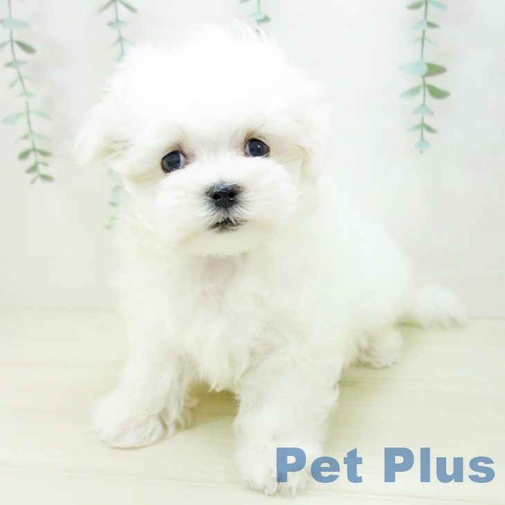 愛知県のマルチーズ (ペットプラス イオンモール豊川店/2025年10月20日生まれ/男の子/ホワイト)の子犬の2枚目の画像