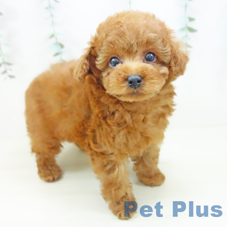 トイ・プードル