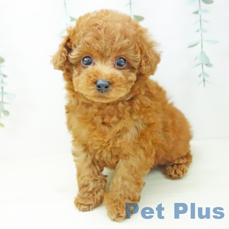 トイ・プードルの写真2