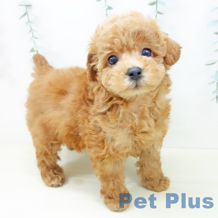 トイ・プードル