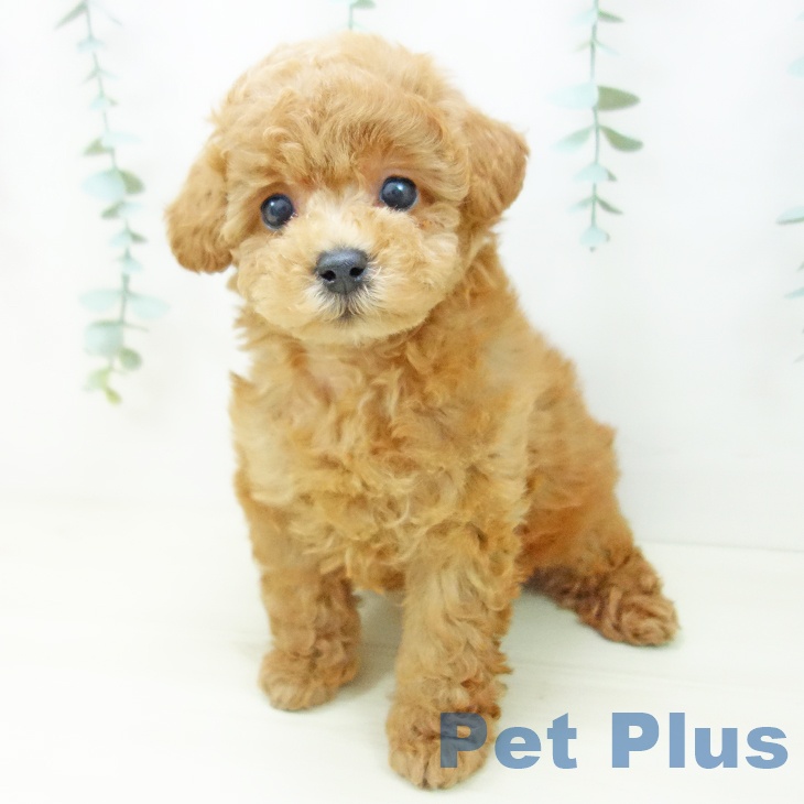 トイ・プードルの写真2