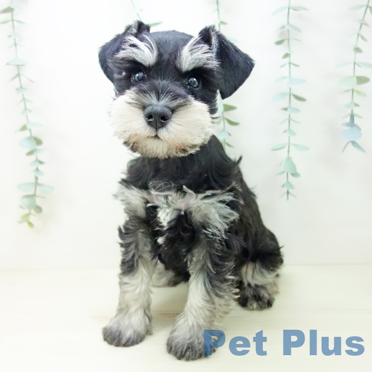 岐阜県のミニチュアシュナウザー (ペットプラス 各務原店/2025年10月21日生まれ/男の子/ブラックシルバー)の子犬の1枚目の画像