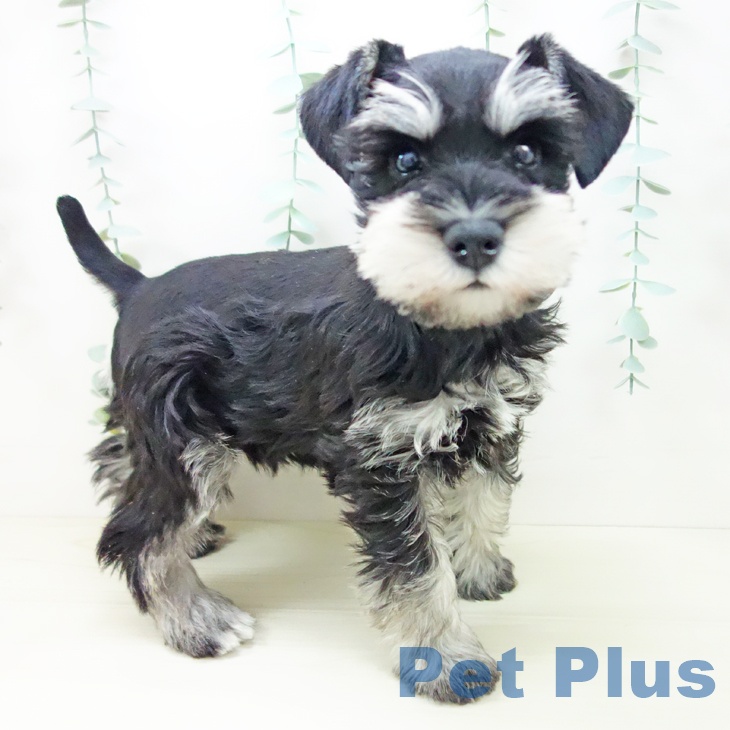岐阜県のミニチュアシュナウザー (ペットプラス 各務原店/2025年10月21日生まれ/男の子/ブラックシルバー)の子犬の2枚目の画像