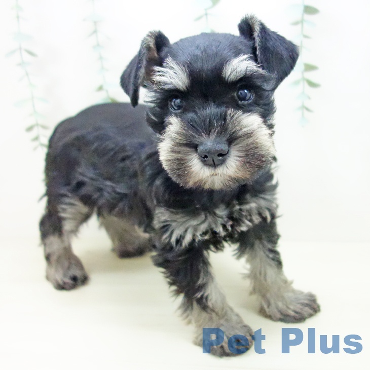 愛知県のミニチュアシュナウザー (ペットプラス 千音寺店/2025年10月21日生まれ/女の子/ブラックシルバー)の子犬の1枚目の画像